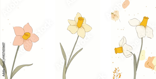 Orange rose flower background with watercolor, Vector, Daffodils or narcissus isolated on transparent background. Vector flower in garden using as background