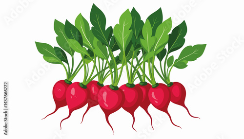 Vibrant red radishes with green tops arranged in fan shape, garden freshness