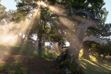 Poster Sprookjeswereld Mystiek laurierbos van Fanal Madeira  © Mario