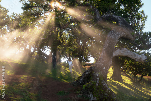 Portugal, Madeira Island, Fanal, Fanal Forest, Laurisilva Forest, UNESCO World Heritage Site