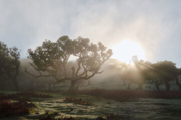 Poster Sprookjeswereld Mystieke laurierbomen in Fanal Madeira  © Mario