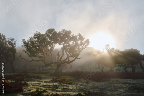 Portugal, Madeira Island, Fanal, Fanal Forest, Laurisilva Forest, UNESCO World Heritage Site