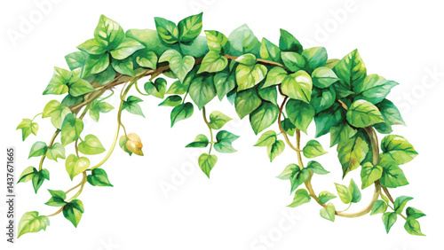 Creeper watercolor with white background