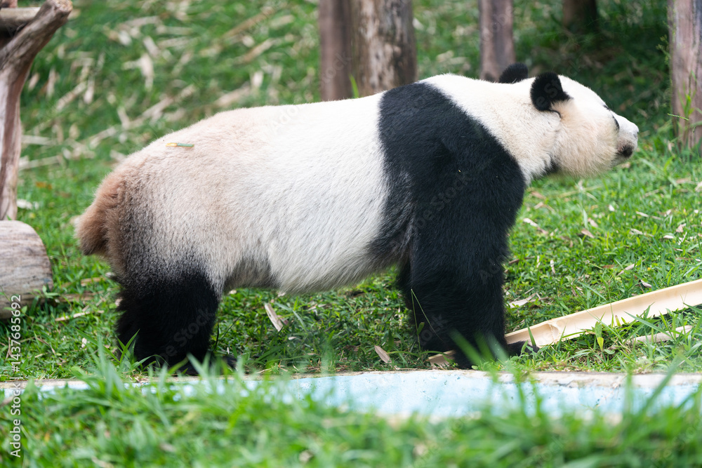 Fototapeta premium A panda bear is walking through a grassy area