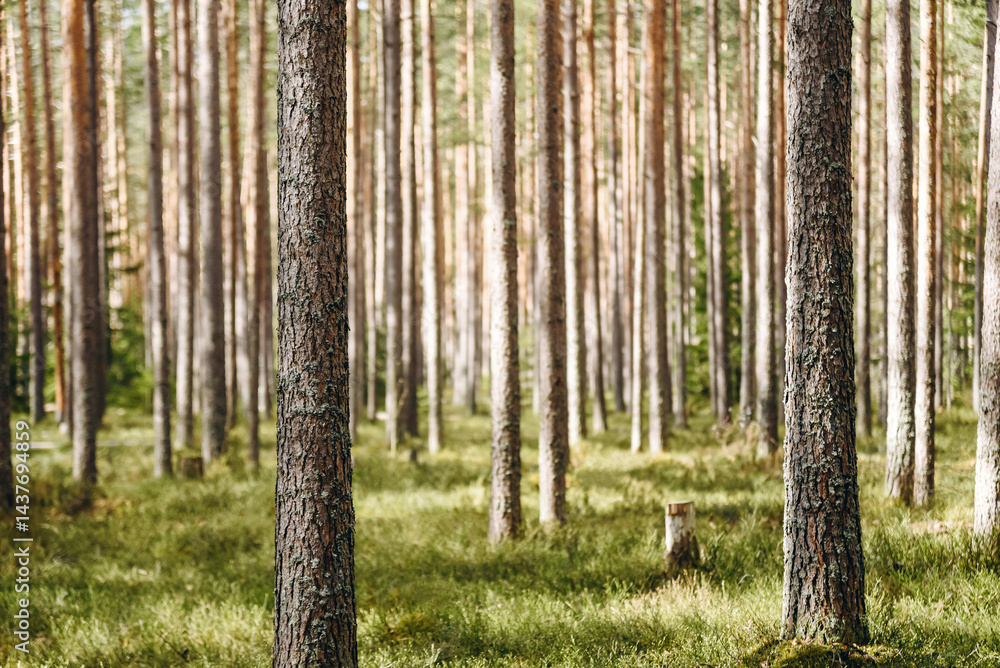 Fototapeta premium brown pine tree forest, bark with bluish northern moss, beautiful nature background, international earth day, ecology and environmental protection concept, copy space