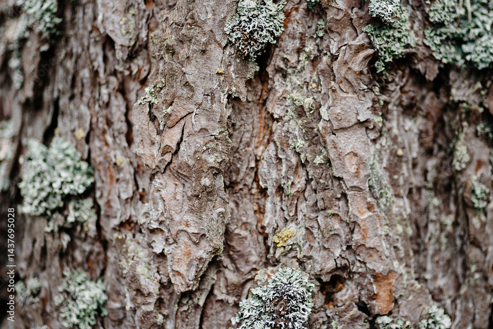 Fototapeta premium brown pine tree bark texture with bluish northern moss, tree trunk, beautiful pattern, nature background, international earth day, ecology and environmental protection concept, macro photo, copy space