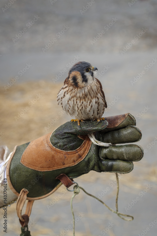 American kestrel on a falconer's glove