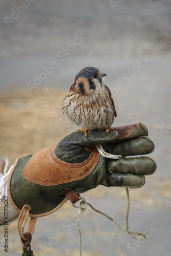 American kestrel on a falconer's glove