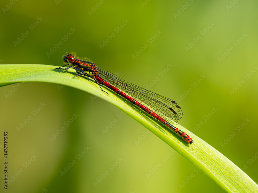 A Newly Emerged Large Red Damselfly Resting on a Flag Iris Leaf