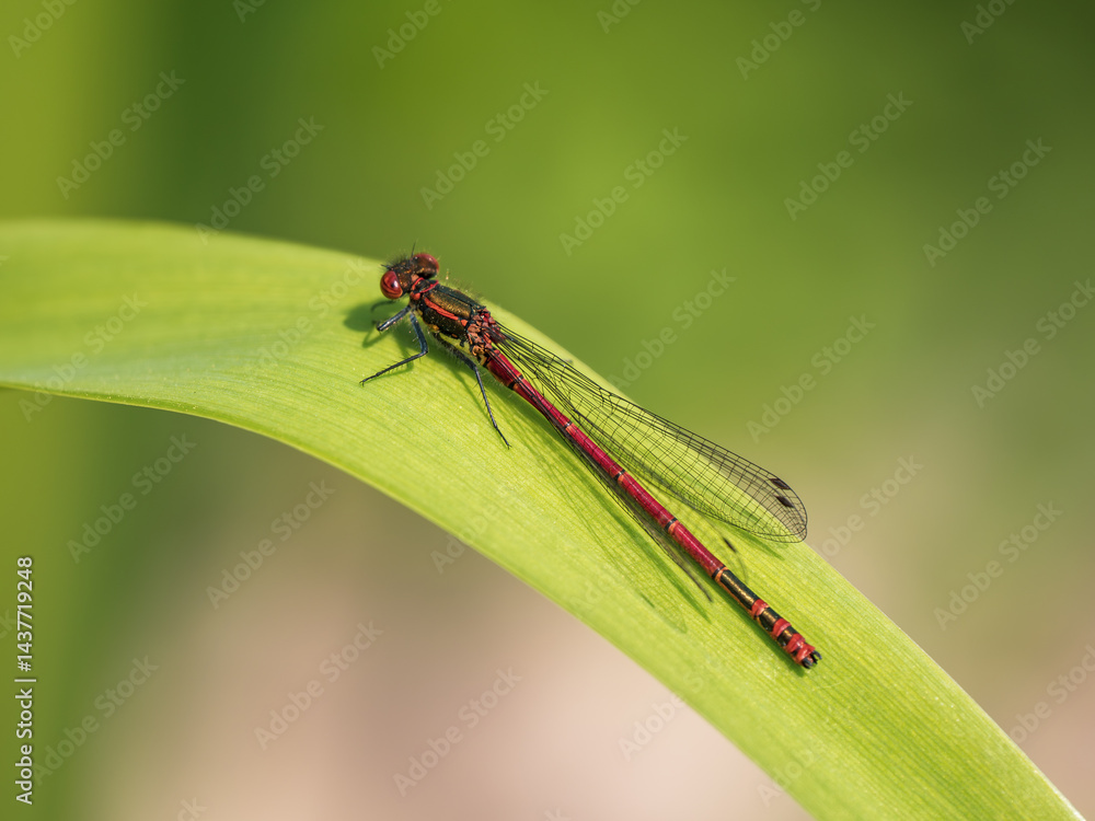 A Newly Emerged Large Red Damselfly Resting on a Flag Iris Leaf