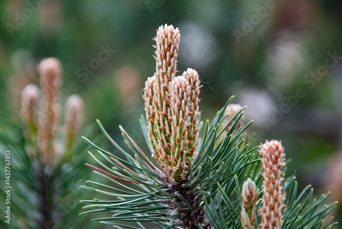 Spring pine blossoms with young shoots in the forest .