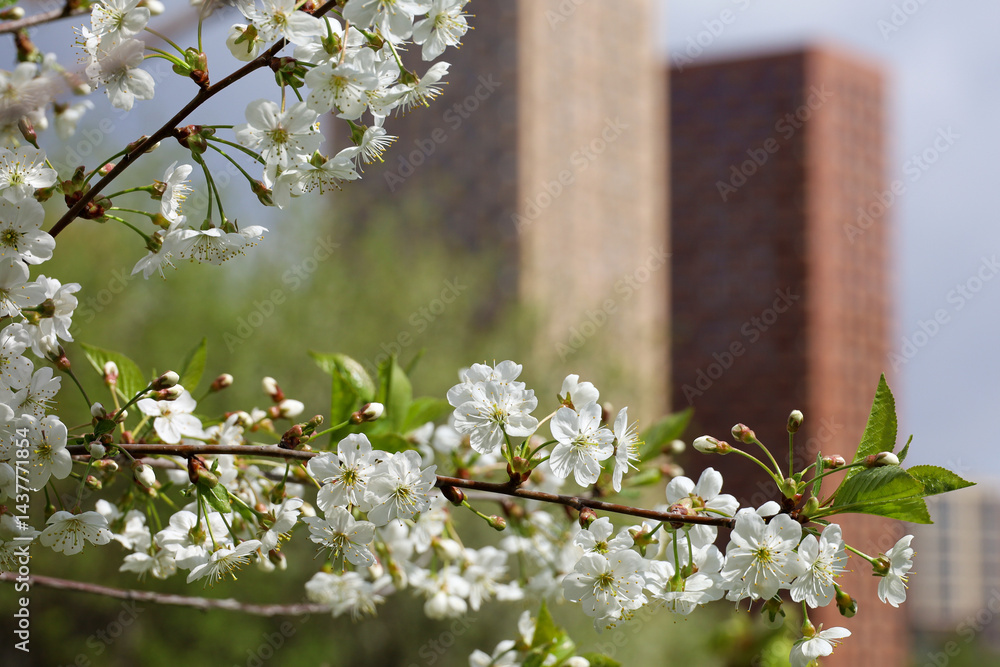 Cherry blossom on background of high-rise residential buildings. Urban landscape with blooming trees at spring day