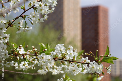 Obraz na płótnie Cherry blossom on background of high-rise residential buildings. Urban landscape with blooming trees at spring day w salonie