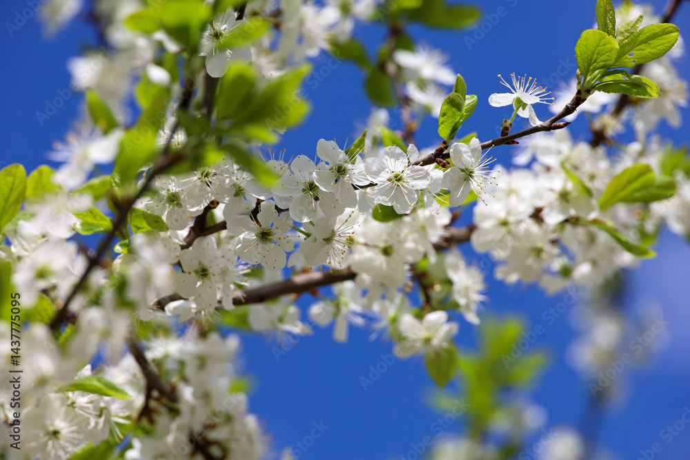 Cherry blossom in spring garden on blue sky background. White flowers and young green leaves on a branch