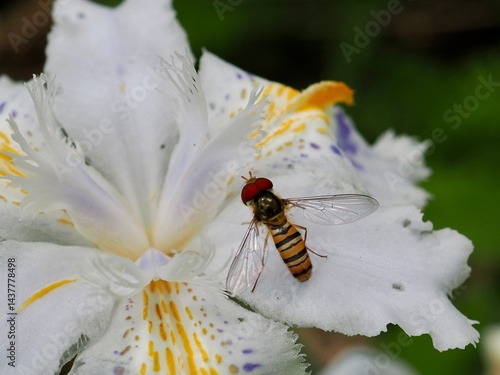 ホソヒラタアブ