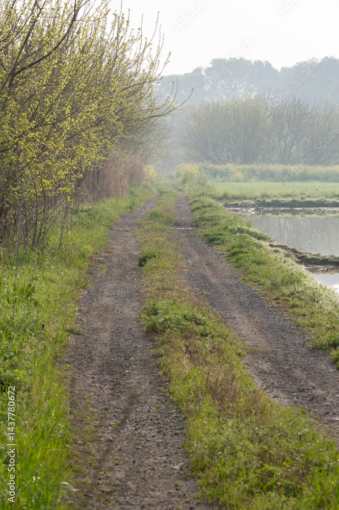 Fototapeta premium 霧のかかった春の農道
