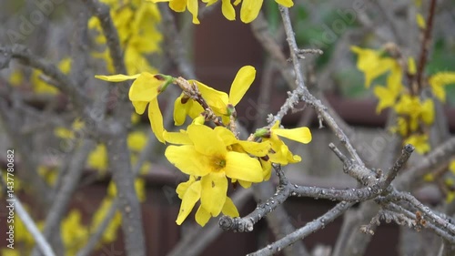 yellow spring flowers
