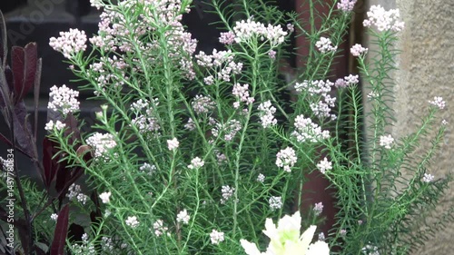 ライスフラワー