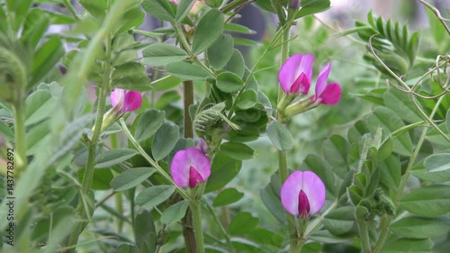 ヤハズエンドウ