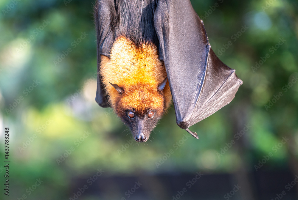 Fruit bat, pteropus seychellensis muzzle, seychelles flying foxes close-up on blurred background