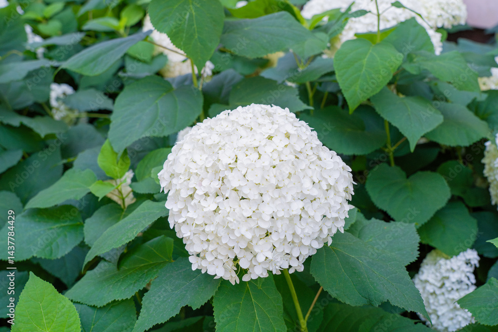 Hydrangea Flowers, Blooming White Hortensia, Hydrangea Paniculata Flower Closeup, Large Inflorescences