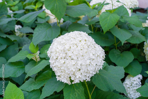Hydrangea Flowers, Blooming White Hortensia, Hydrangea Paniculata Flower Closeup, Large Inflorescences