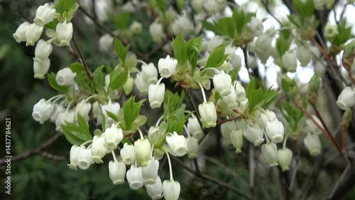 ドウダンツツジ