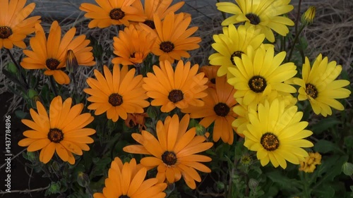 ディモルフォセカ