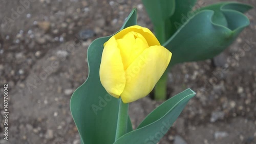 yellow tulip flower