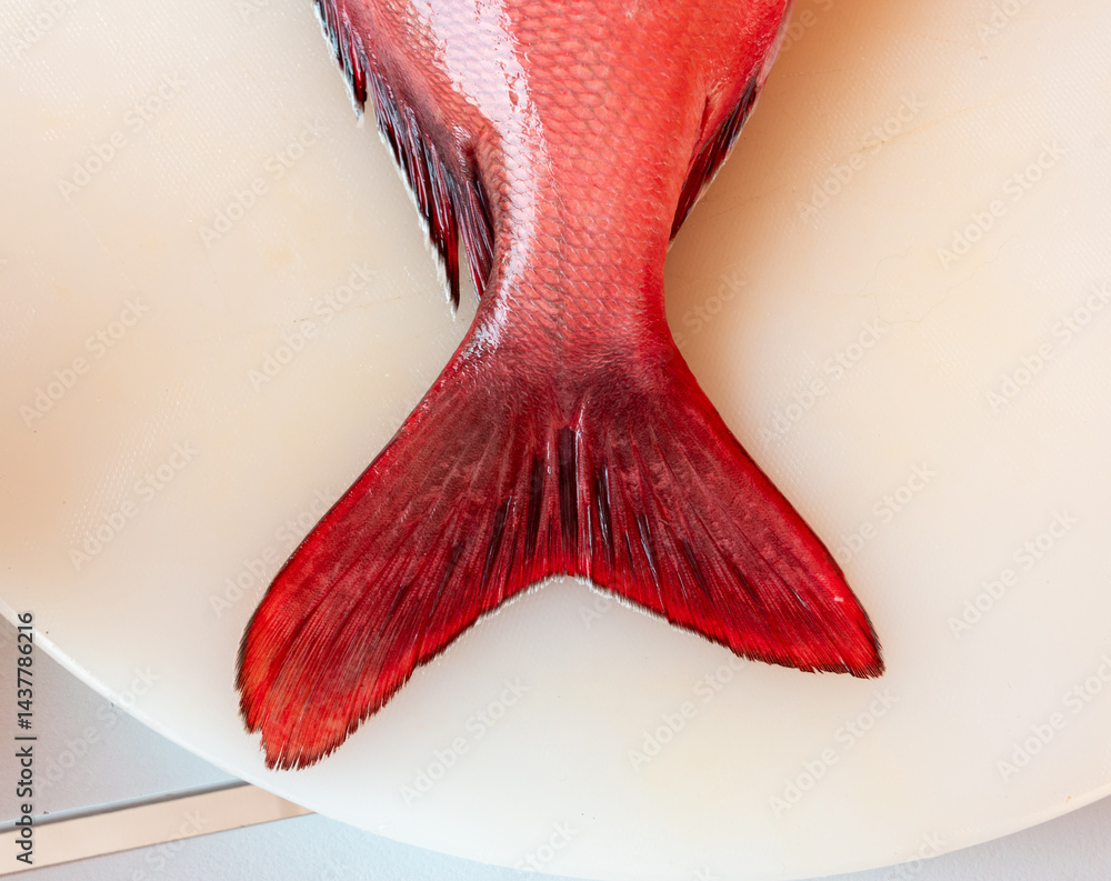Red Snapper fish close up, Lutjanus or seabream, Sebastes fresh sea food, raw uncooked