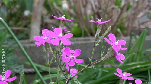 シレネ・カロリニアナ