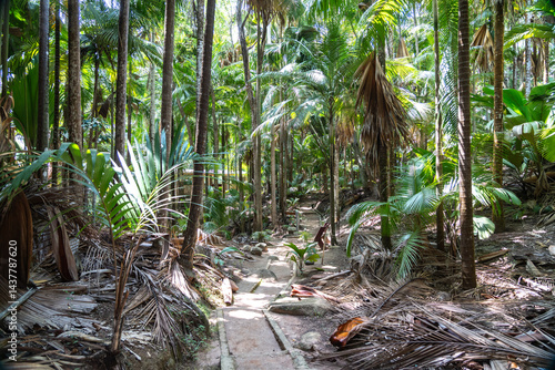 Tropical jungle path in Seychelles with dense palms, wild flora, tree trunks, sunlight, shadows
