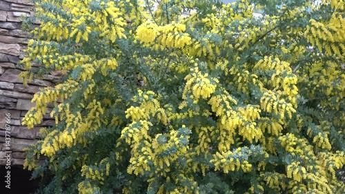 ギンヨウアカシア