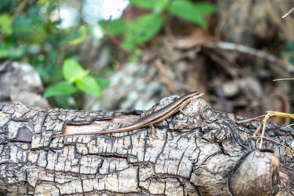 Small brown skink lizard on cracked wood bark in tropical Seychelles forest