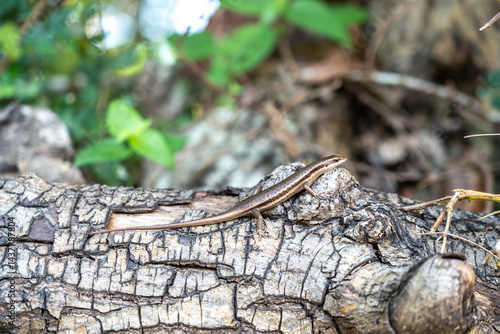 Obraz na płótnie Small brown skink lizard on cracked wood bark in tropical Seychelles forest w salonie