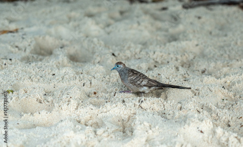 Obraz na płótnie Zebra dove walking on tropical sandy beach in Seychelles, showing delicate feathers, blue beak w salonie
