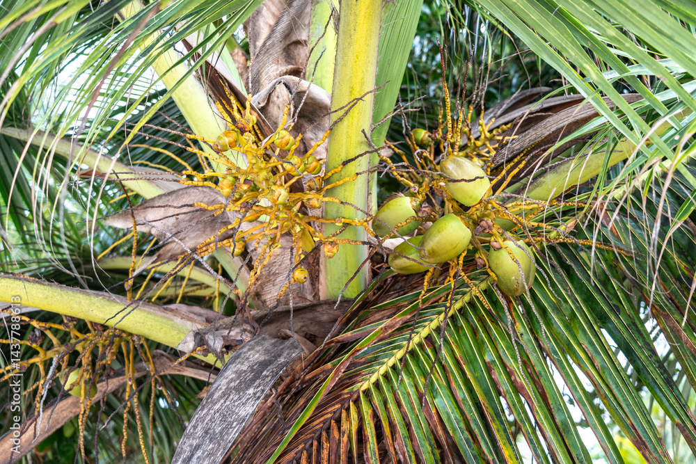 Green coconuts growing on tropical palm tree in Seychelles, surrounded by lush greenery
