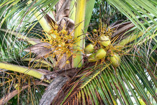 Obraz na płótnie Green coconuts growing on tropical palm tree in Seychelles, surrounded by lush greenery w salonie