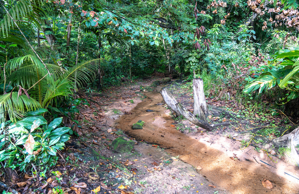 Wild tropical stream winding through lush jungle with sand, stones, roots, and dense vegetation