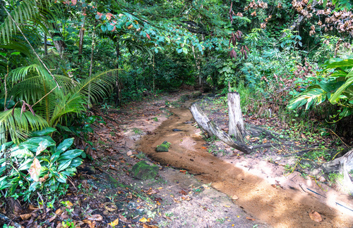 Obraz na płótnie Wild tropical stream winding through lush jungle with sand, stones, roots, and dense vegetation w salonie