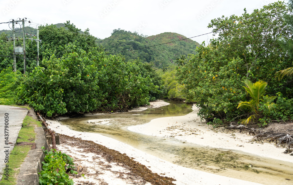 Tropical stream flowing through sandy shore with lush vegetation and mangroves