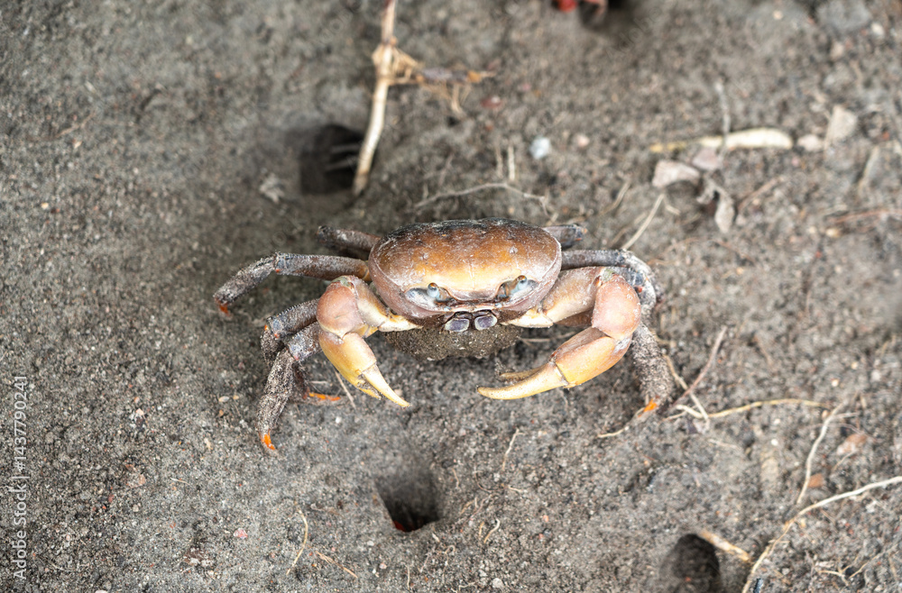 Wild crab on sandy ground near burrow entrance, showing claws and legs, perfect for wildlife