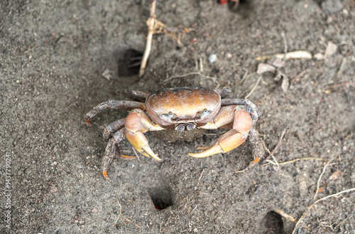 Obraz na płótnie Wild crab on sandy ground near burrow entrance, showing claws and legs, perfect for wildlife w salonie