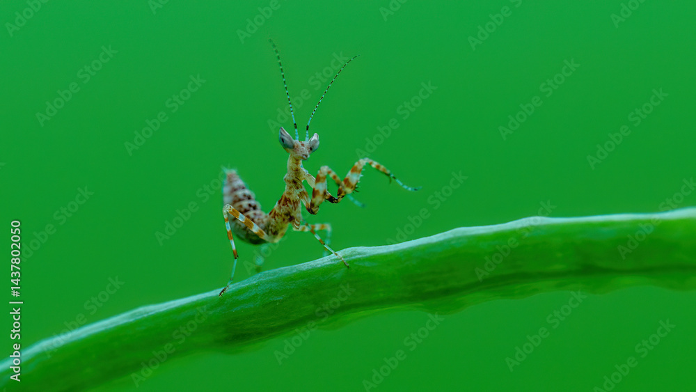 Fototapeta premium spider on a web