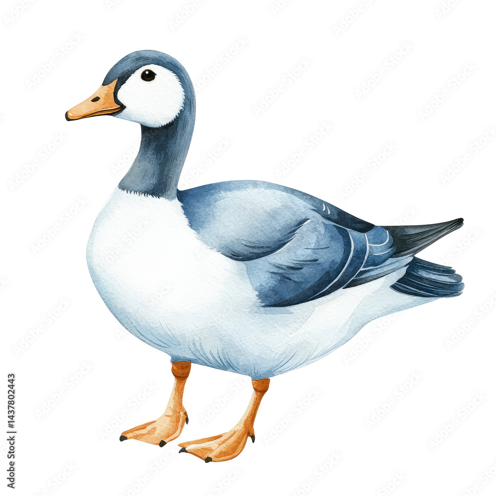 Obraz premium Isolated Illustration of a Goose with Elegant Feathers and Unique Color Patterns on a Transparent background