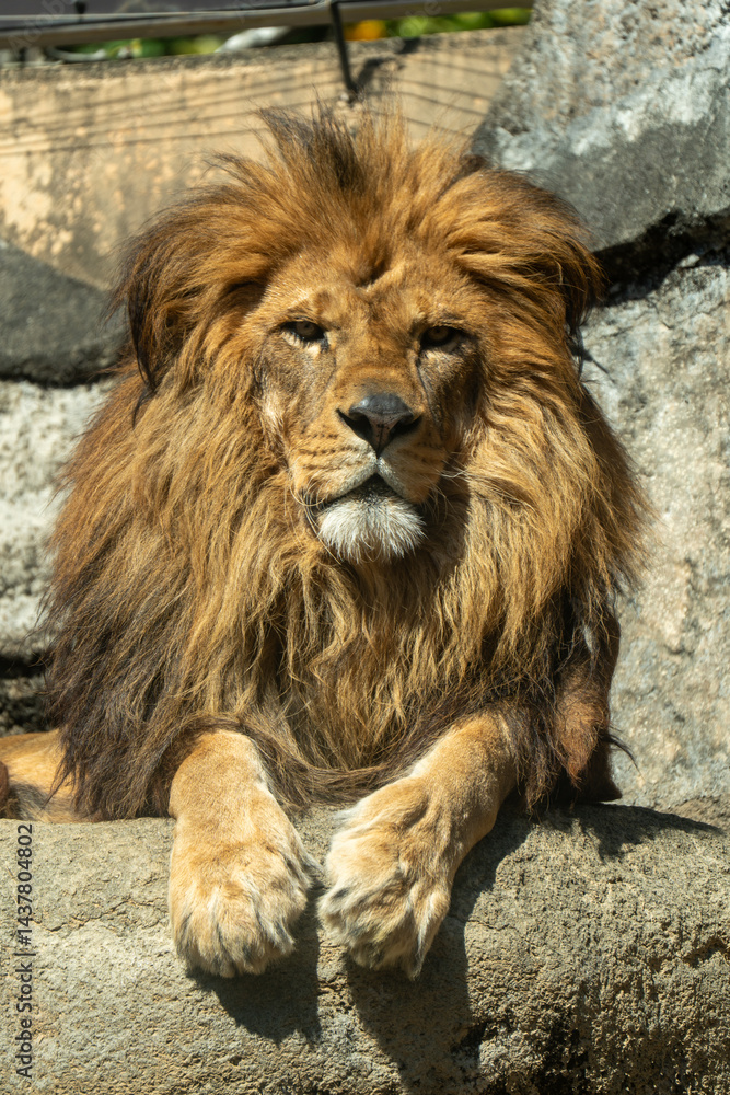 Obraz premium オスライオン