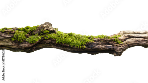 Moss grows on a branch against a dark background.