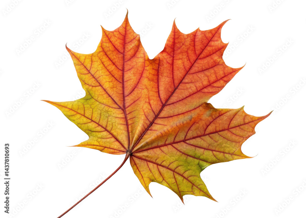 Vibrant maple leaf displays beautiful blend of red, orange, and green hues with detailed veins creating stunning natural pattern Vibrant maple leaf displays beautiful blend of red, orange, and green hues with detailed veins creating stunning natural pattern