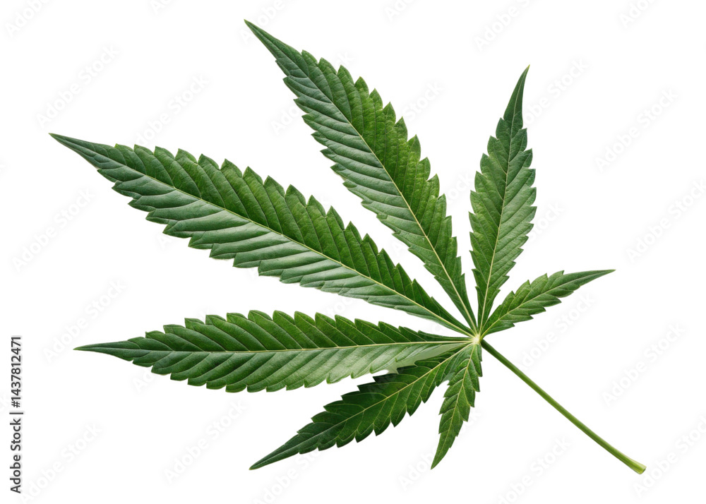 Cannabis leaf isolated on transparency background with vibrant green color and detailed texture showing natural beauty and sharp edges Cannabis leaf isolated on transparency background with vibrant green color and detailed texture showing natural beauty and sharp edges