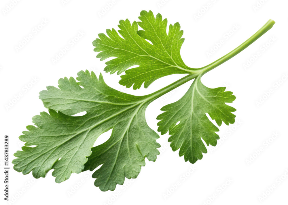 Fresh cilantro leaf with vibrant green color and detailed texture showing natural veins and edges perfect for culinary use Fresh cilantro leaf with vibrant green color and detailed texture showing natural veins and edges perfect for culinary use